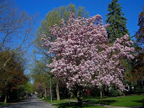 Photos by Stan: Magnolia Tree in Full Bloom