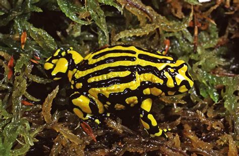 Corroboree Frog - Facts, Pictures, Habitat and Adaptations