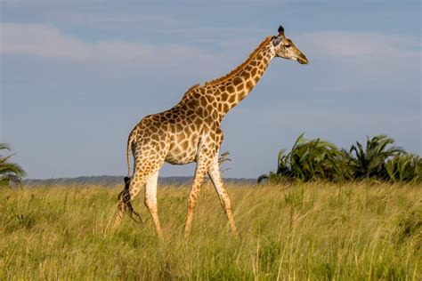 Southern Giraffe (Giraffa giraffa) | Wildlife Vagabond