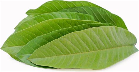 Guava Leaves Information and Facts