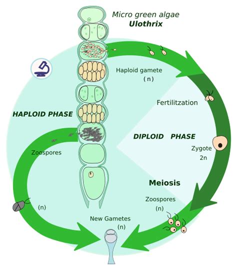 Difference Between Haplontic and Diplontic Life Cycle - Pediaa.Com