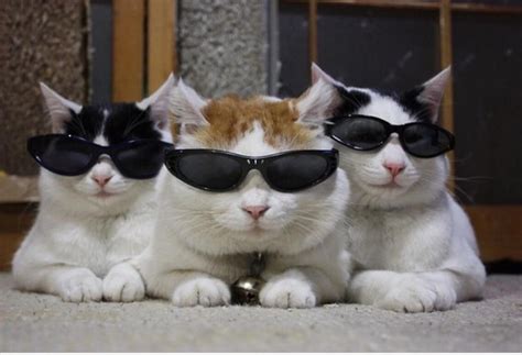 Cats Sunglasses Blank Template - Imgflip