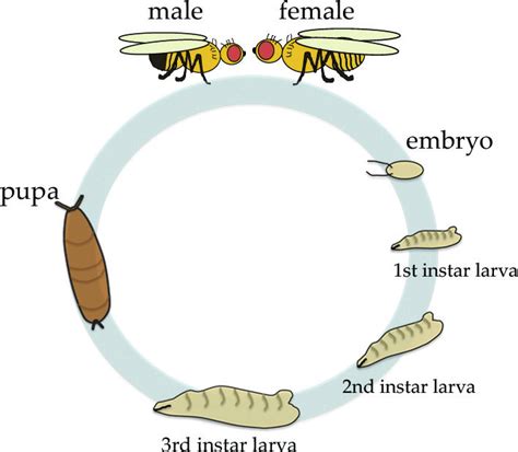 drosophila life cycle pdf - Cracking Memoir Bildergallerie