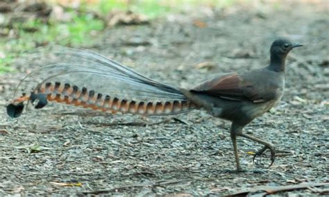 Lyrebird may join threatened species, as scale of bird habitat lost to ...