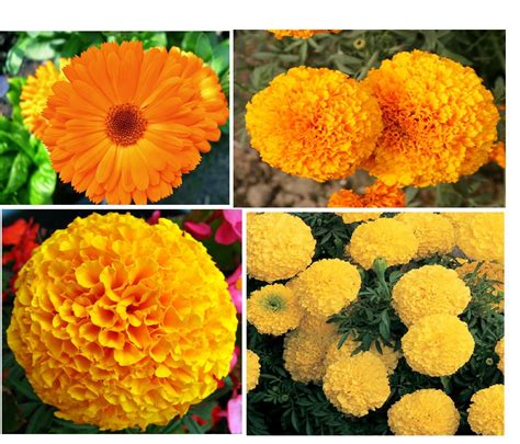 Variety House 3 Different Marigold Flower Seeds , 3 Types Marigold ...