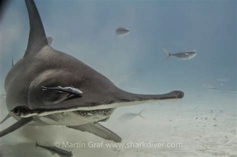 Hammerhead shark attacking diver? - SharkDiver