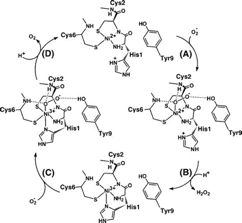 Superoxide Dismutase Mechanism