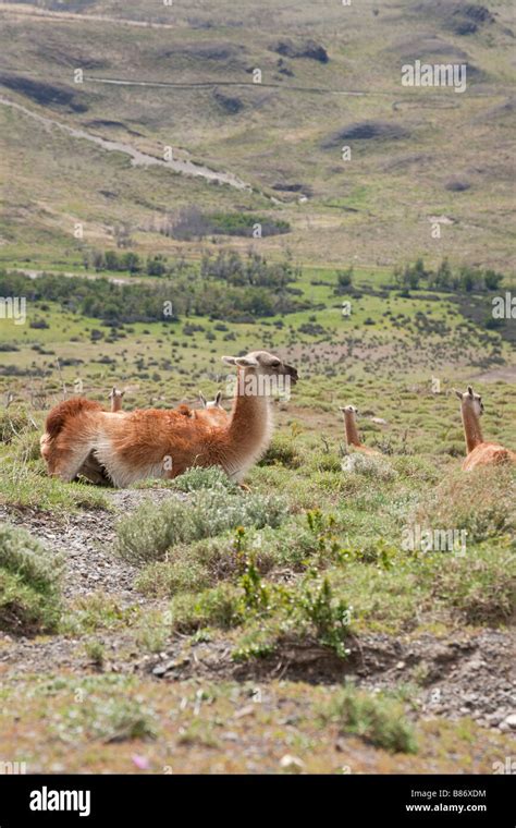 Guanaco's resting in Torres del Paine, Chile Stock Photo - Alamy