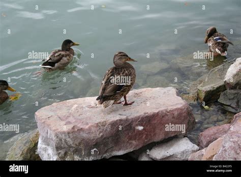 Duck on the rock Stock Photo - Alamy