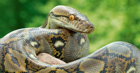 8 Cool Python Snake Facts: They Are Snake Without Venom - Odd Facts