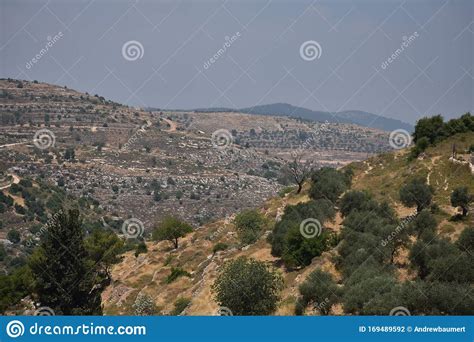 Landscape of Hills of Bethlehem on a Sunny Day with Olive Trees Stock Photo - Image of land ...