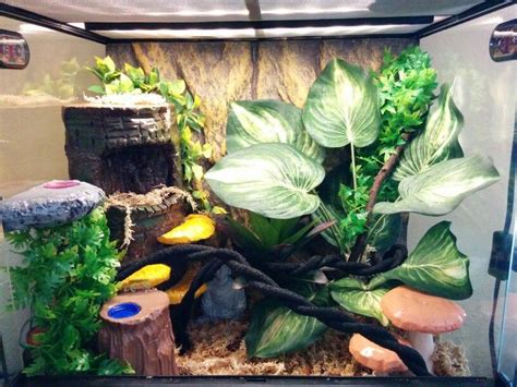 Crested Gecko set up. | Crested gecko care, Diy crested gecko, Gecko ...