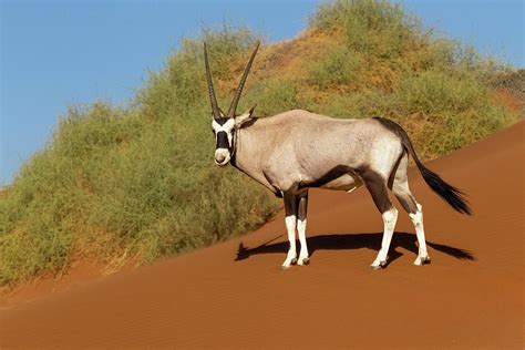 Namibia, Namib-naukluft National Park Photograph by Ellen Goff - Fine Art America