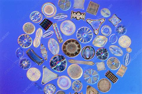 Assortment of fossil diatoms - Stock Image - B305/0156 - Science Photo Library