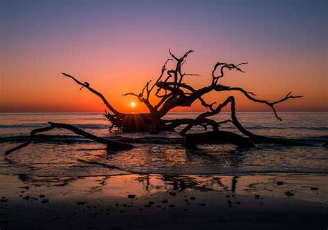 Driftwood Beach en la isla Jekyll te transporta a un mundo surrealista | ESTA USA