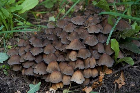 7 Poisonous Mushrooms and What Happens if You Eat Them