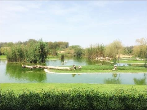 Wasit Wetland Centre Sharjah – TripHock