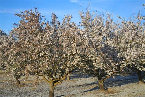 Almond Trees in Bloom stock photo. Image of california - 244692054