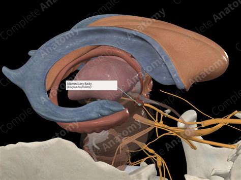 Mammillary Body | Complete Anatomy