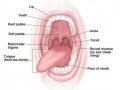 Anatomy of the Mouth – The “Hard palate” is the roof of the mouth.