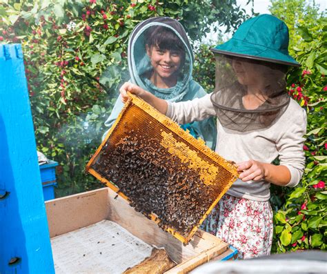 Honey Extraction: How To Safely Harvest From A Beehive - The Beekeeping Guy