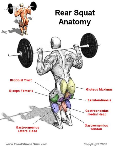 FreeFitnessGuru - Rear Squat Anatomy