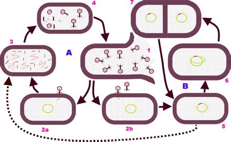 Life Cycle Of A Bacteriophage