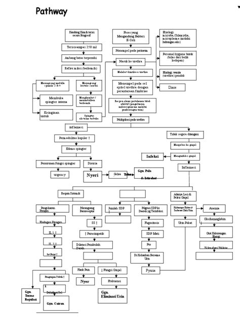 Pathway Pielonefritis | PDF