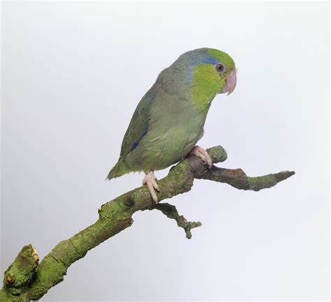 Bird Identification: Common Yellow Parrots