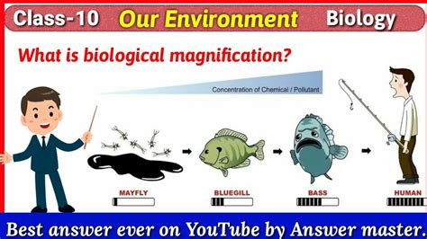 What is Biological magnification? Class 10 | Our Environment ...