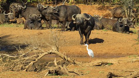 Kruger National Park - Cape Buffalo | Visit south africa, Kruger national park, Animals wild