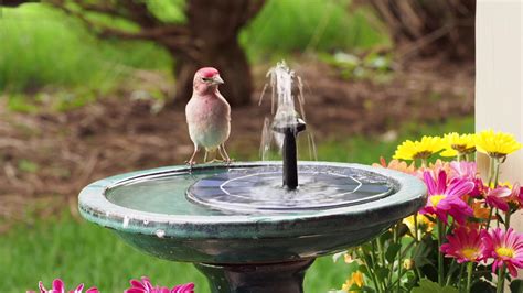 Birds enjoying our bird bath - YouTube