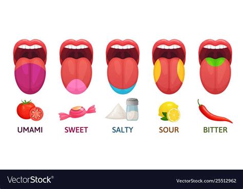 Tongue taste areas. Sweet, bitter and salty tastes. Umami and sour taste receptors diagram. Five ...