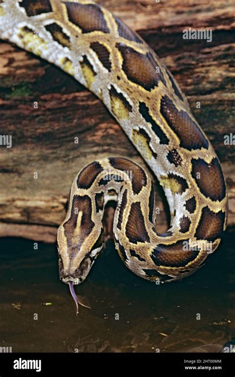 Burmese python (Python bivittatus), with tongue flickering. Asia Stock ...