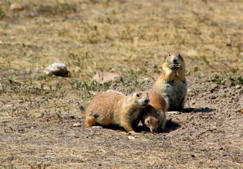 Prairie Dog in Badlands National Park Stock Photo - Image of national, prairie: 131520470