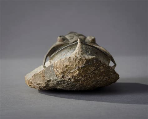 Cast Fossil | Hieronymus Objects