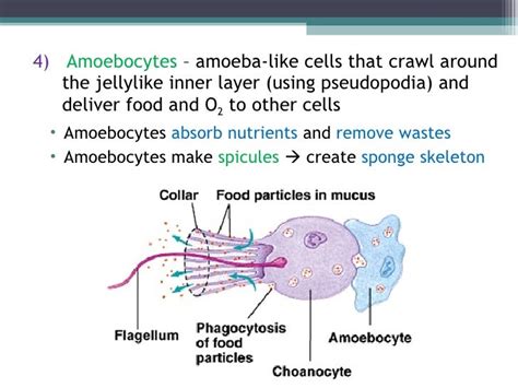 Biol 11 Lesson 2 Feb 3 - Ch 26 Phylum Porifera (Sponges)