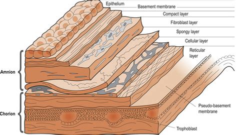 The placenta, membranes and amniotic fluid | Basicmedical Key