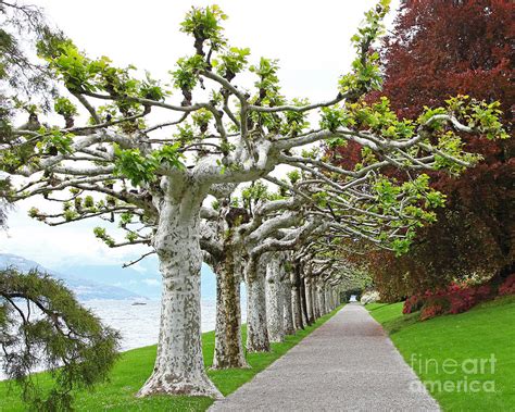 Pollarded Plane Trees Photograph by John Keates