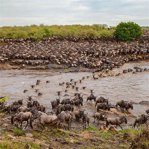 Serengeti Mara safari area in Serengeti National Park - Tanzania