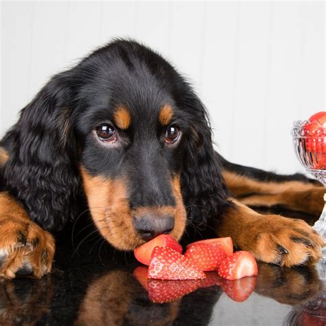 Can Dogs Eat Strawberries? Are They Safe? Everything You Need!