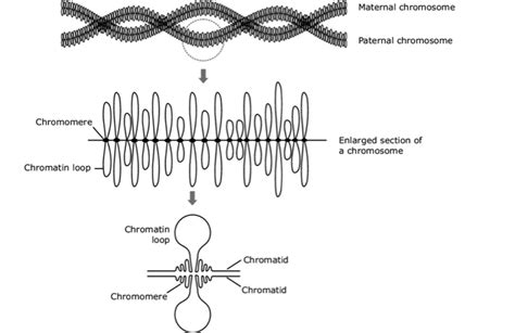 Give a brief note of lampbrush chromosomes