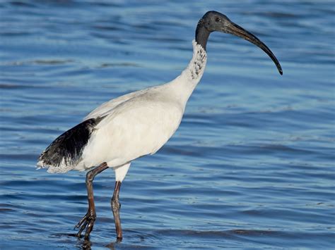 Australian Ibis - eBird