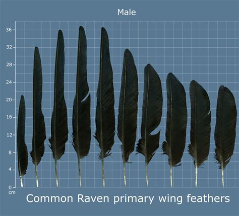 crow v raven feather - Google Search | Raven feather, Raven, Feather