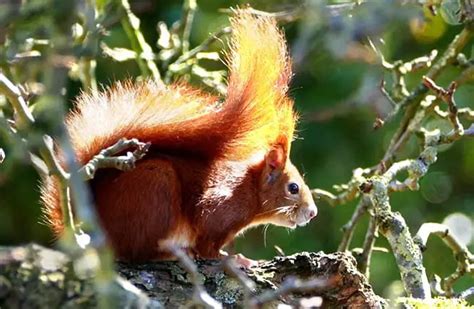 Red Squirrel - Description, Habitat, Image, Diet, and Interesting Facts