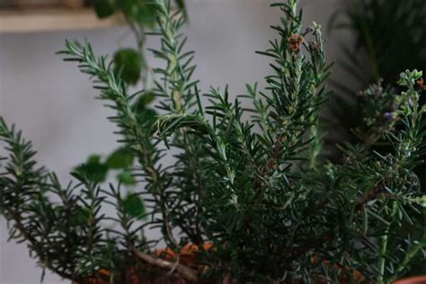 How & When To Prune Rosemary For Big, Bushy Plants