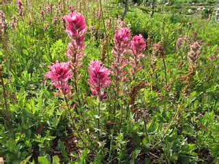 Magenta paintbrush flowering | Castilleja parviflora var. or… | Flickr