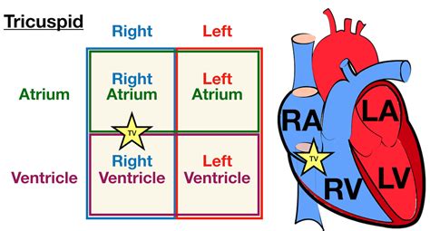 Heart Anatomy: Labeled Diagram, Structures, Blood Flow, Function of Cardiac System — EZmed