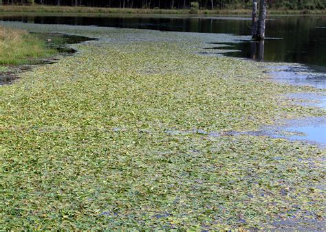 Get a head start on pond weed problems | Mississippi State University ...