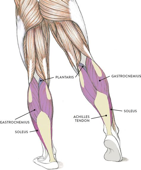 Leg Tendons Diagram